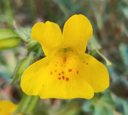 Common Yellow Monkeyflower