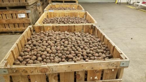 Potatoes in bin