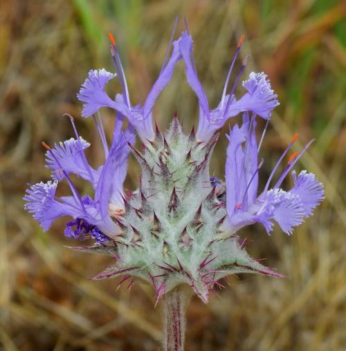 Thistle Sage