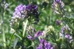 Alfalfa flowers