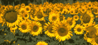 sunflowers