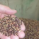 seed sample
