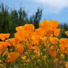 poppy