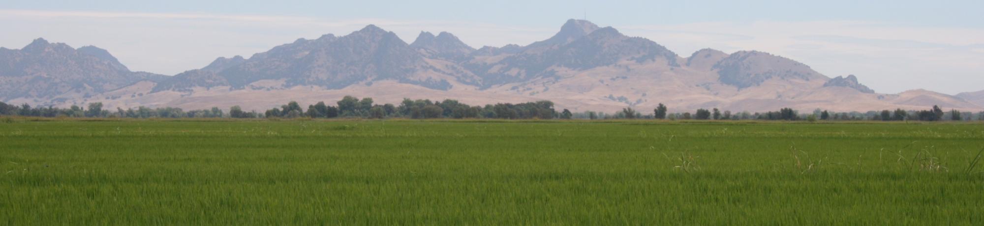 rice field