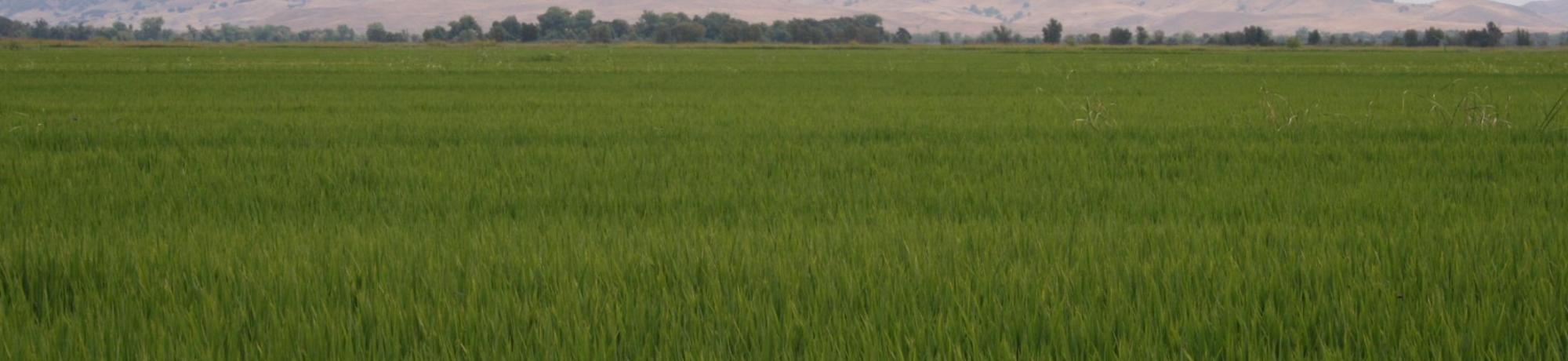 rice field