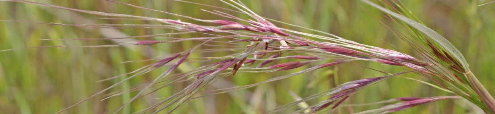 purple needle grass