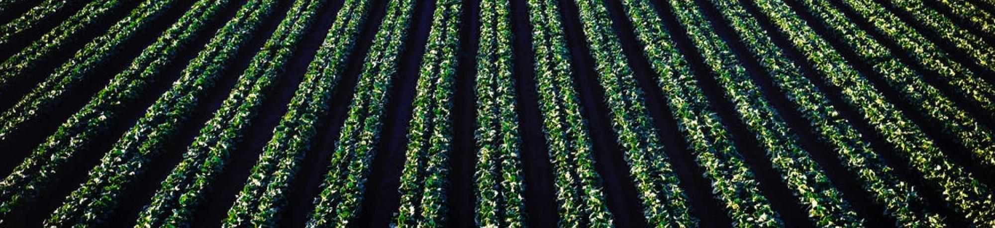 row crops