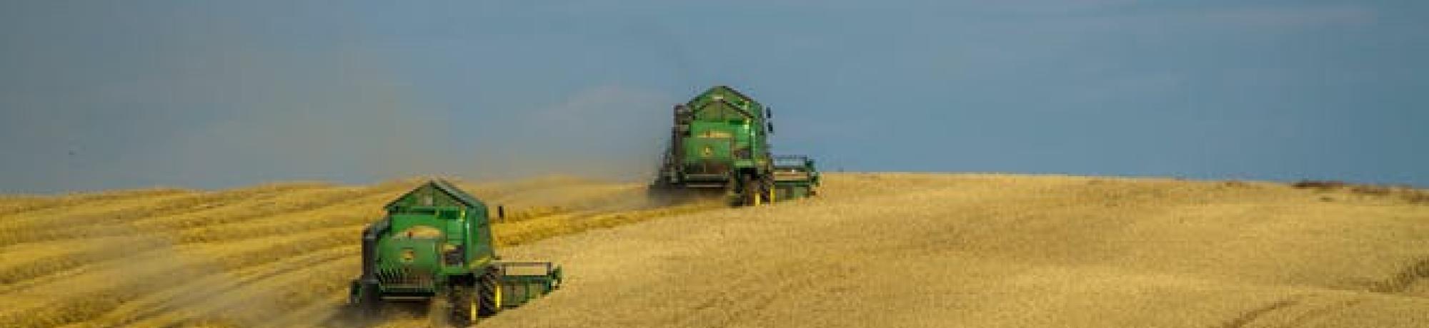 wheat harvest