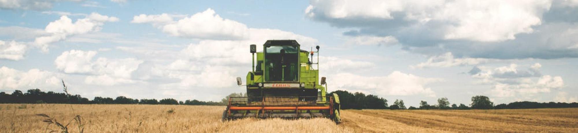 wheat harvest