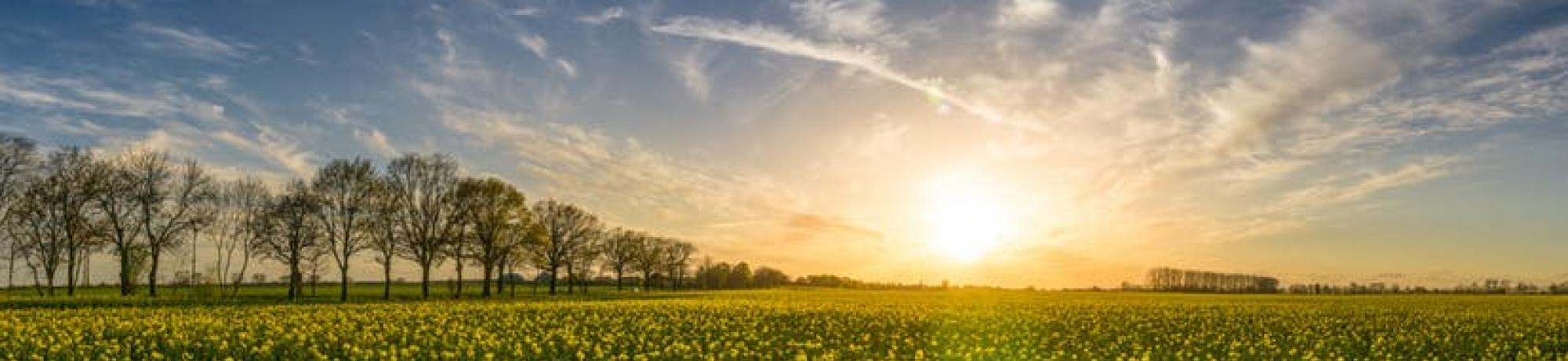 canola field