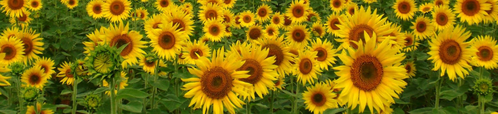 sunflowers